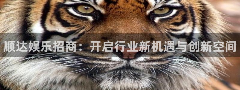 壹号平台下载：顺达娱乐招商：开启行业新机遇与创新空间